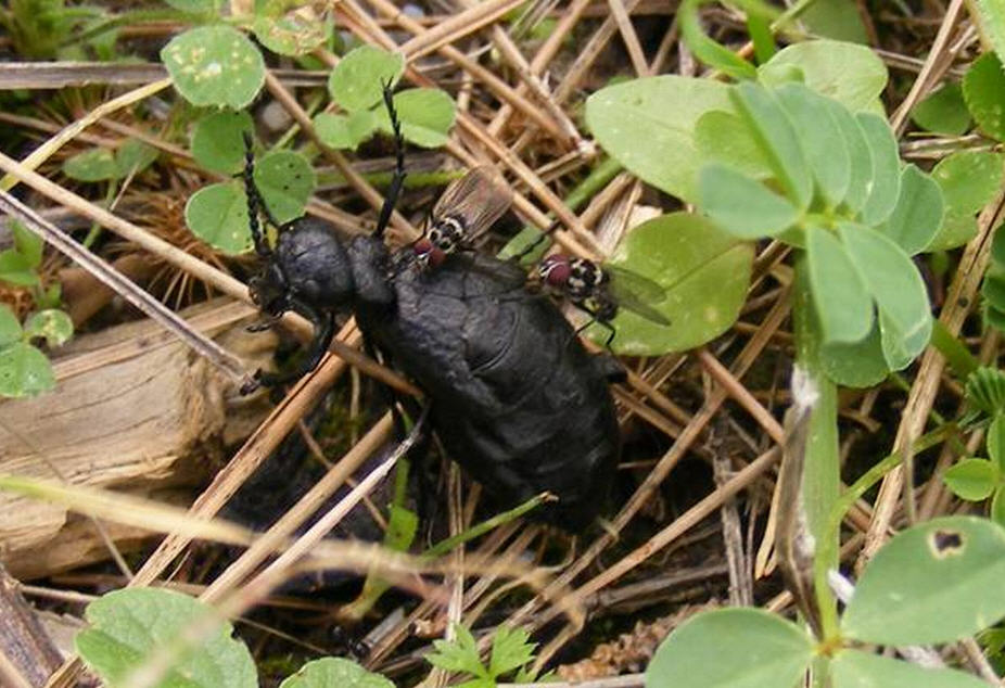 Ditteri su Tenebrionidae